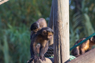 Capuchin monkey walks with a little to the back (Cebus apella)