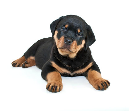Rottweiler Puppy