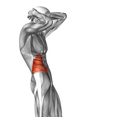 Conceptual 3D anatomy muscle isolated