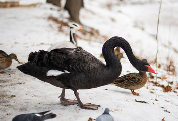 black swan