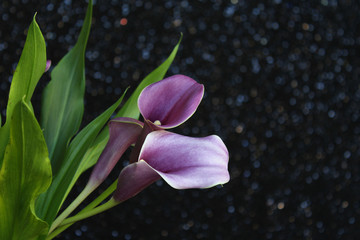 Bouquet of purple calla lilies