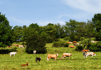 Naklejka na ściany i meble herd of cows