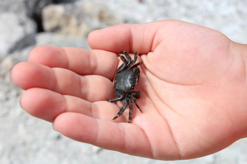 crab