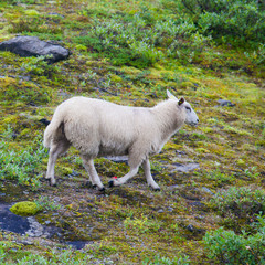 Naklejka na ściany i meble Herd flock of icelandic sheep lamb walking pasture in the meadow