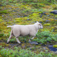 Obraz premium Herd flock of icelandic sheep lamb walking pasture in the meadow
