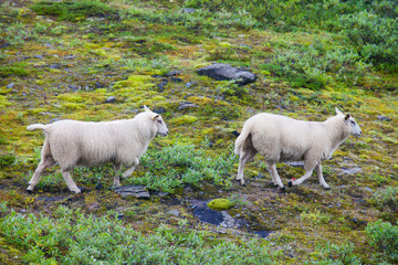 Naklejka premium Herd flock of icelandic sheep lamb walking pasture in the meadow
