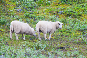Fototapeta premium Herd flock of icelandic sheep lamb walking pasture in the meadow
