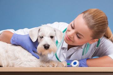 Vet and a cute dog looking at camera