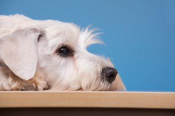 Cute little dog on the table