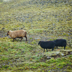 Fototapeta na wymiar Herd flock of icelandic sheep lamb walking pasture in the meadow