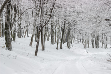 Fototapeta na wymiar Forest road in winter 4