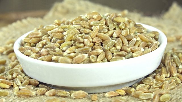 Seamless Loopable Green Spelt (close-up 4K UHD footage)
