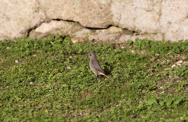 common redstart bird