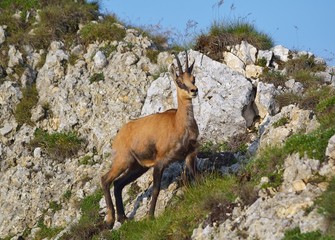 Obraz premium Chamois ( Rupicapra rupicapra)