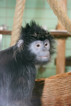 Lutung, (Trachypithecus) or Lutungs, primate species from Asia