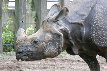 Obraz premium The white rhino, (Ceratotherium simum) an endangered species