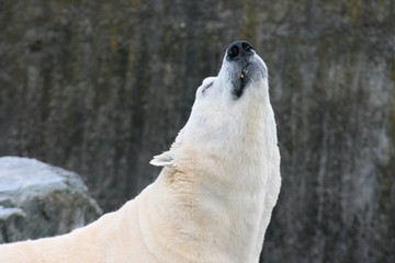 Naklejka premium Detail view of a large polar bear, (ursus maritimus)