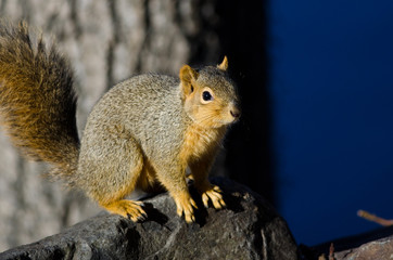 Naklejka na ściany i meble Frisky Squirrel Resting on a Rock