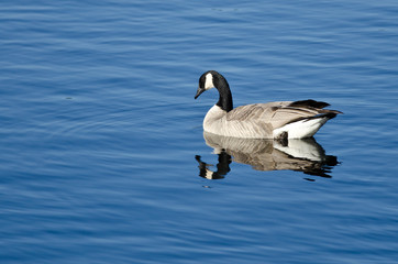 Canada Goose Resting on a Blue Lake
