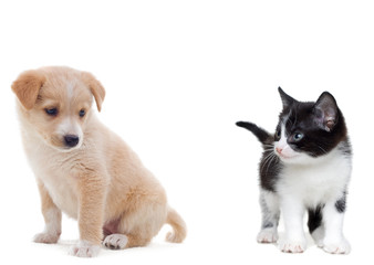 Obraz premium kitten and puppy