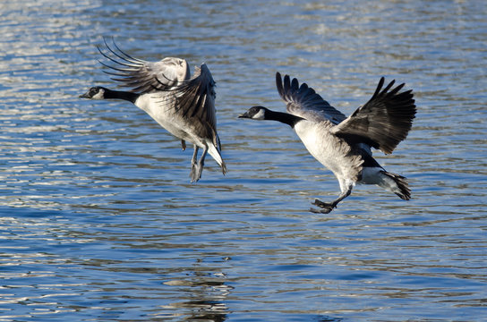 Two Canada Geese Coming in for Landing on the Lake