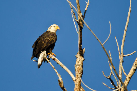 Young Bald Eagle Perched In A Dead Tree