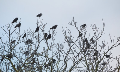 Rooks (Corvus frugilegus) and western jackdaws (Corvus monedula) sitting on bare winter tree