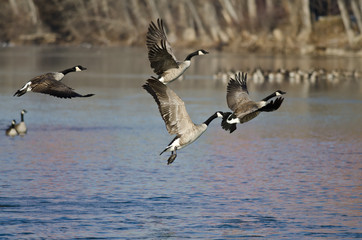 Fototapeta na wymiar Canada Goose Taking Off From a Winter River