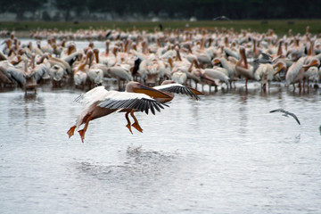 Pelicans en vol