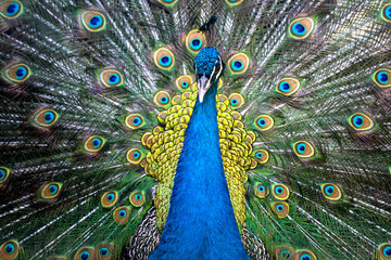 Portrait of beautiful peacock