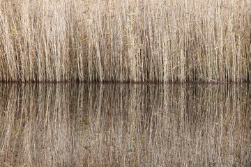 Symmetric reflections of reed at the edge of a lake