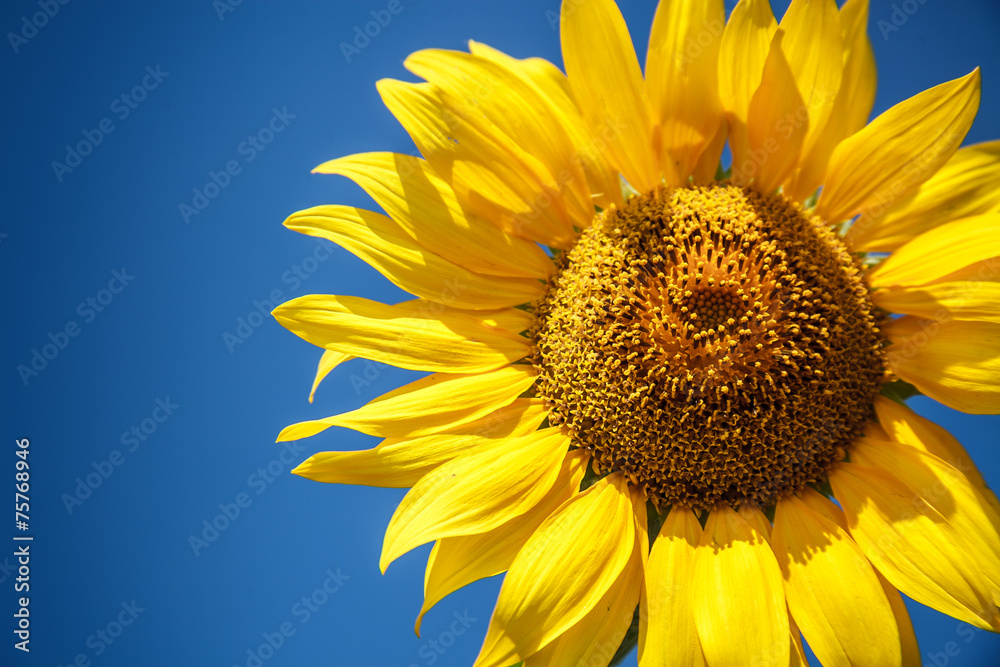 Wall mural blossoming raw sunflower on field with blue sky background