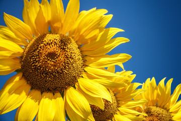 Blossoming raw sunflower on field with blue sky background