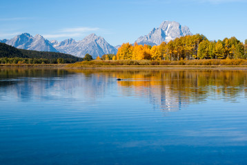 Moose swims in reflections of Grand tetons lake