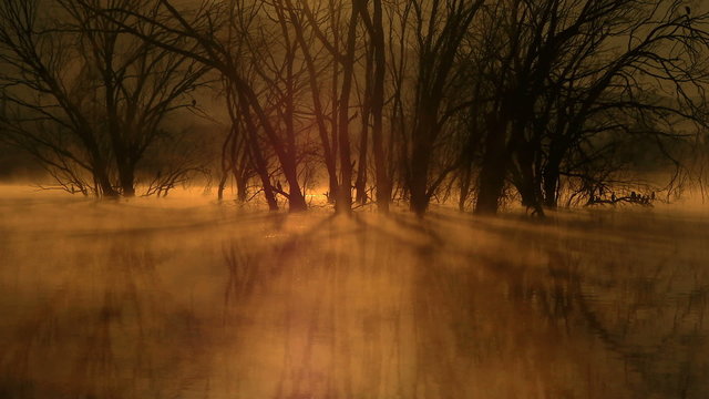 stained dawn mists
