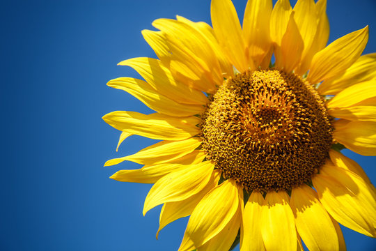 Blossoming raw sunflower on field with blue sky background