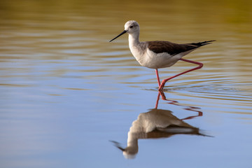 black winged stilt