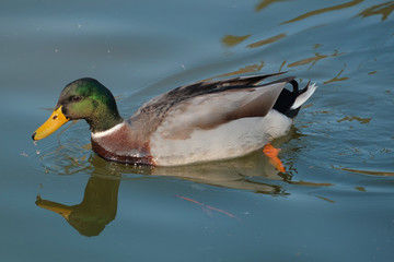 Mallard on water