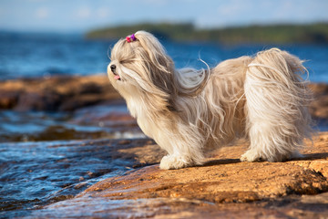 Shih-tzu dog