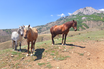 three horses