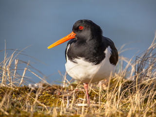 Eurasian oystercatcher also known as the common pied oystercatch
