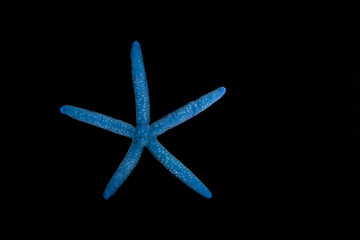 Blue Starfish