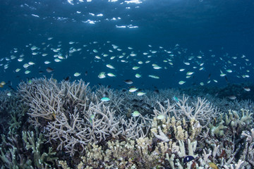 Damselfish Above Reef