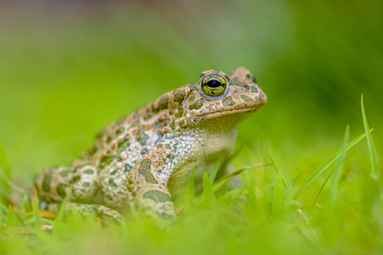 Firm Green toad in bright green Grass