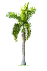 Crédence de cuisine en verre imprimé Palmier palm tree isolated