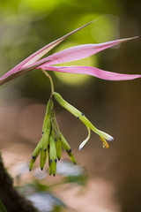 Bromelia Billbergia distachya