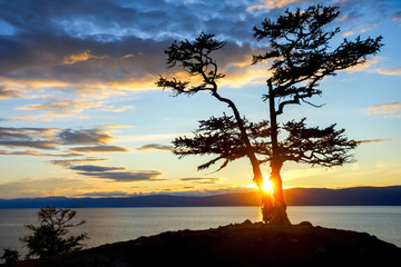 Fototapeta na wymiar Tree during Sunset on Lake Baikal