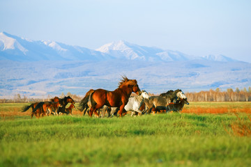Mountains landscape with herd of horses. Buryatiya