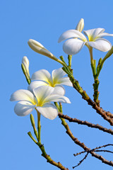 White and yellow Plumeria spp. (frangipani flowers, Frangipani, Pagoda tree or Temple tree) on bright sunlight and blue sky.