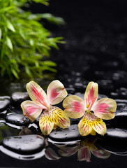 Two orchid with black stones and green plant